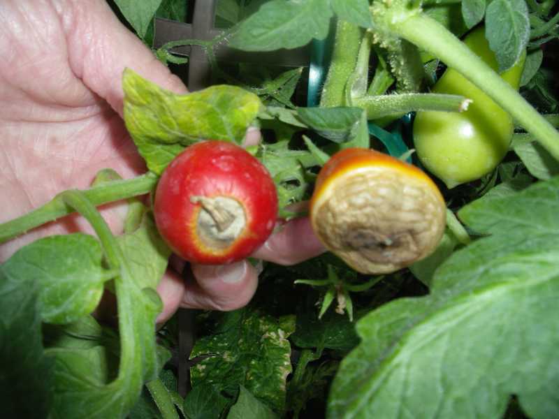 HOW TO IDENTIFY AND MANAGE BLOSSOM END ROT (BER) Agricura